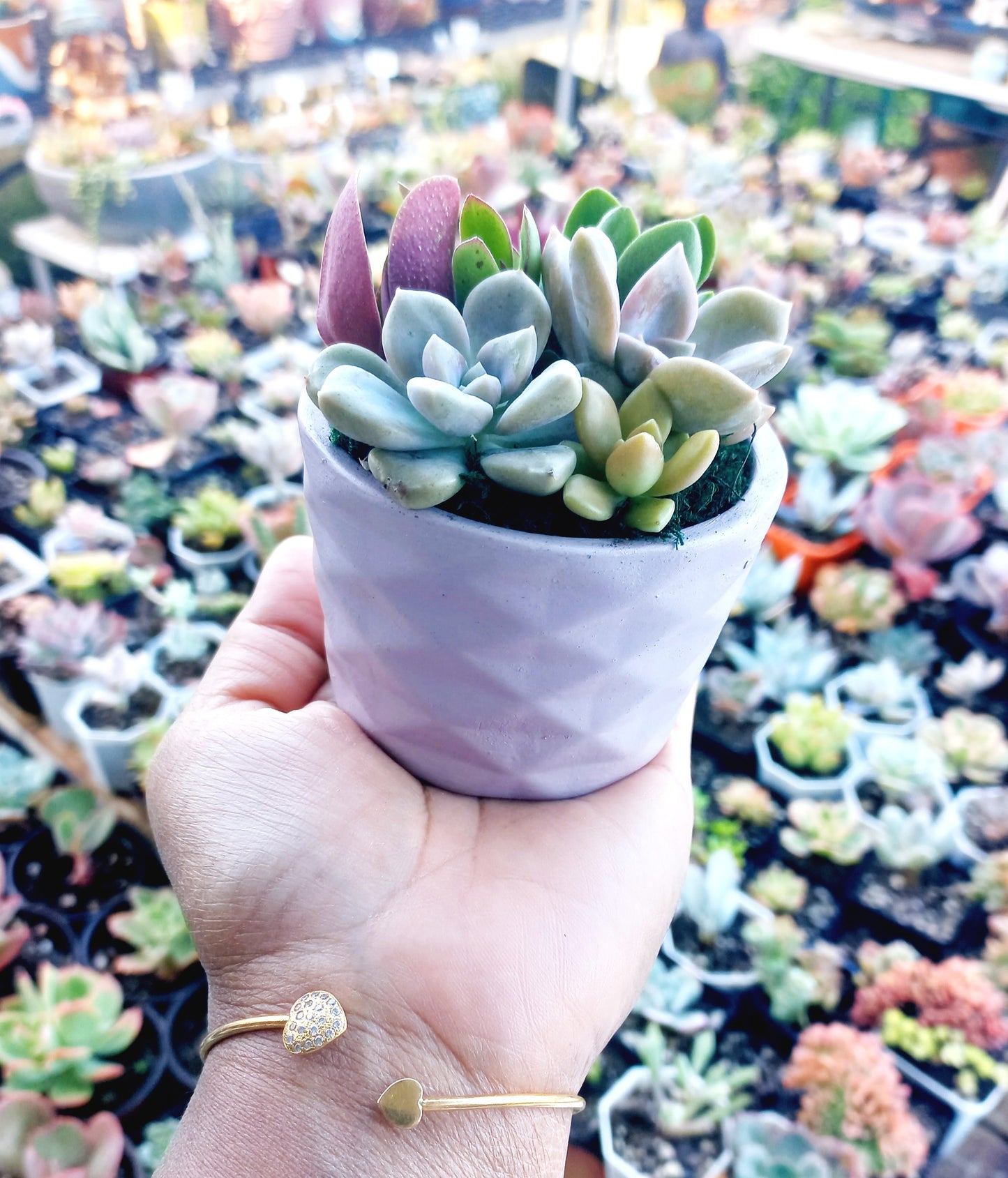 Succulent Baskets (White)