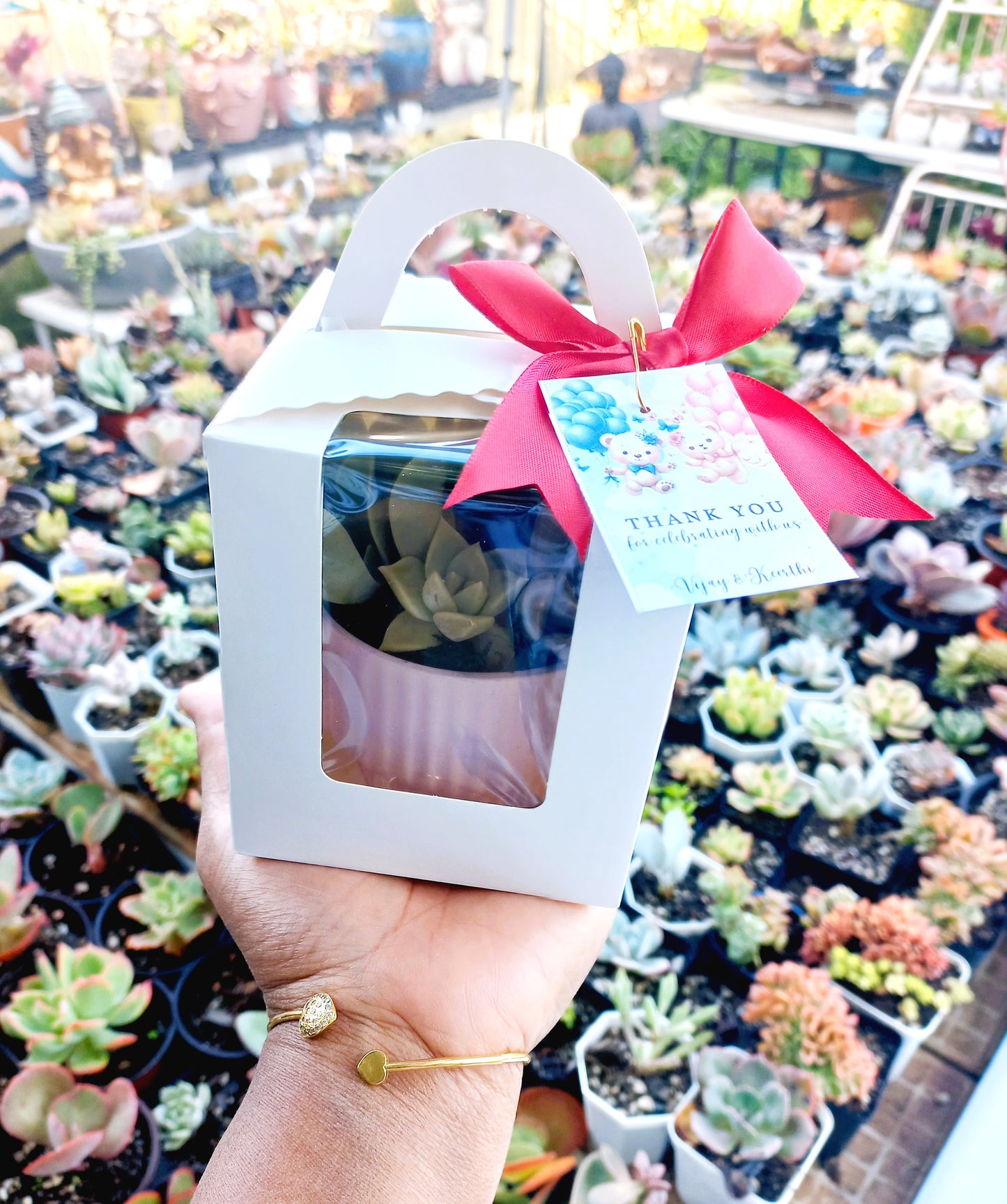 Elegant succulent pots - Perfect Return gifts for baby shower