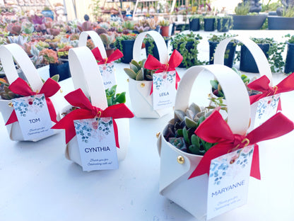 Succulent Baskets (White)