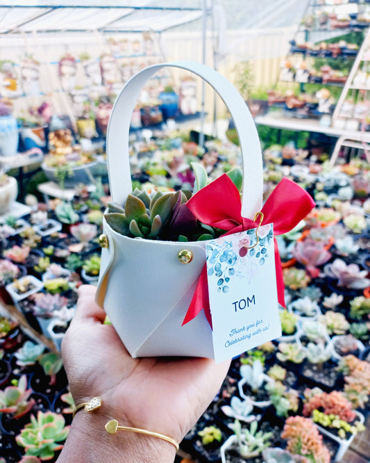 Succulent Baskets (White)