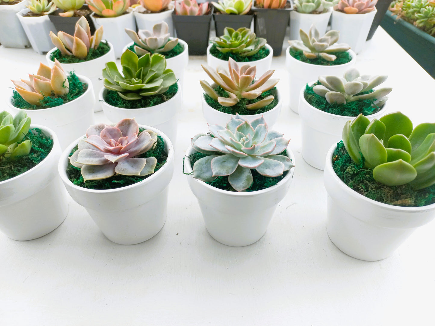 Succulents in Terracotta Pots