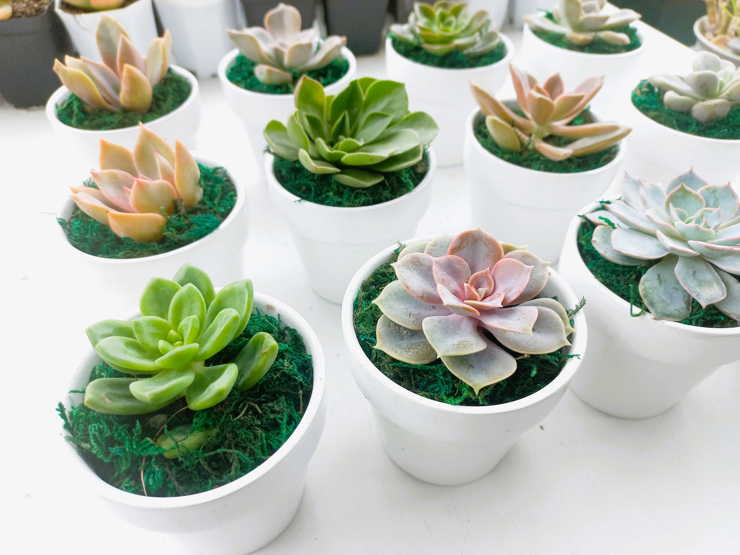 Succulents in Terracotta Pots
