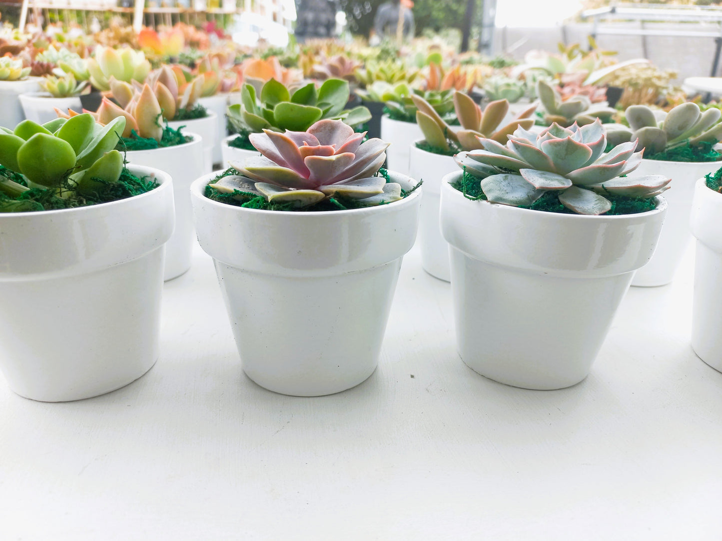 Succulents in Terracotta Pots