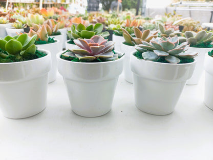 Succulents in Terracotta Pots