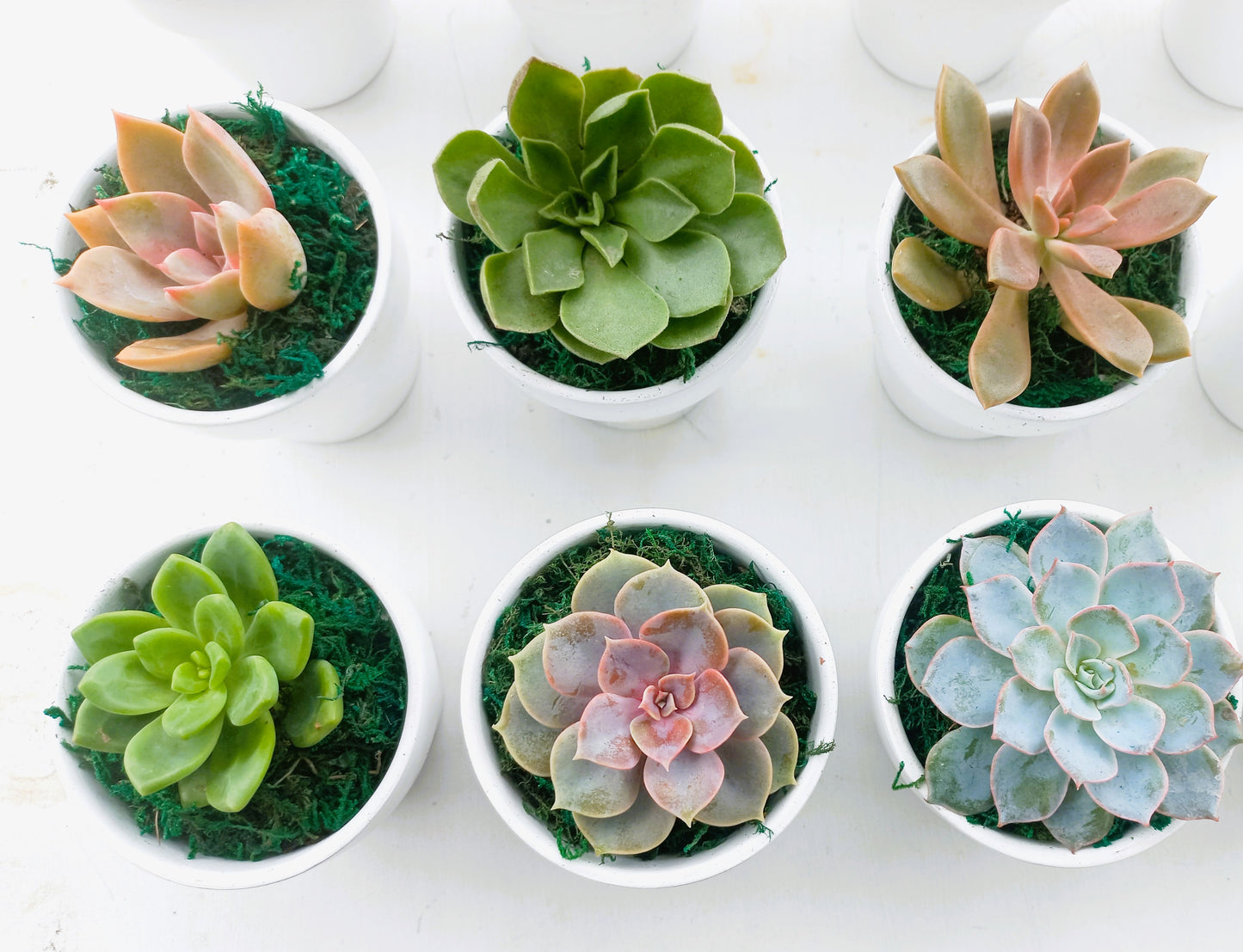 Succulents in Terracotta Pots