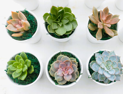 Succulents in Terracotta Pots