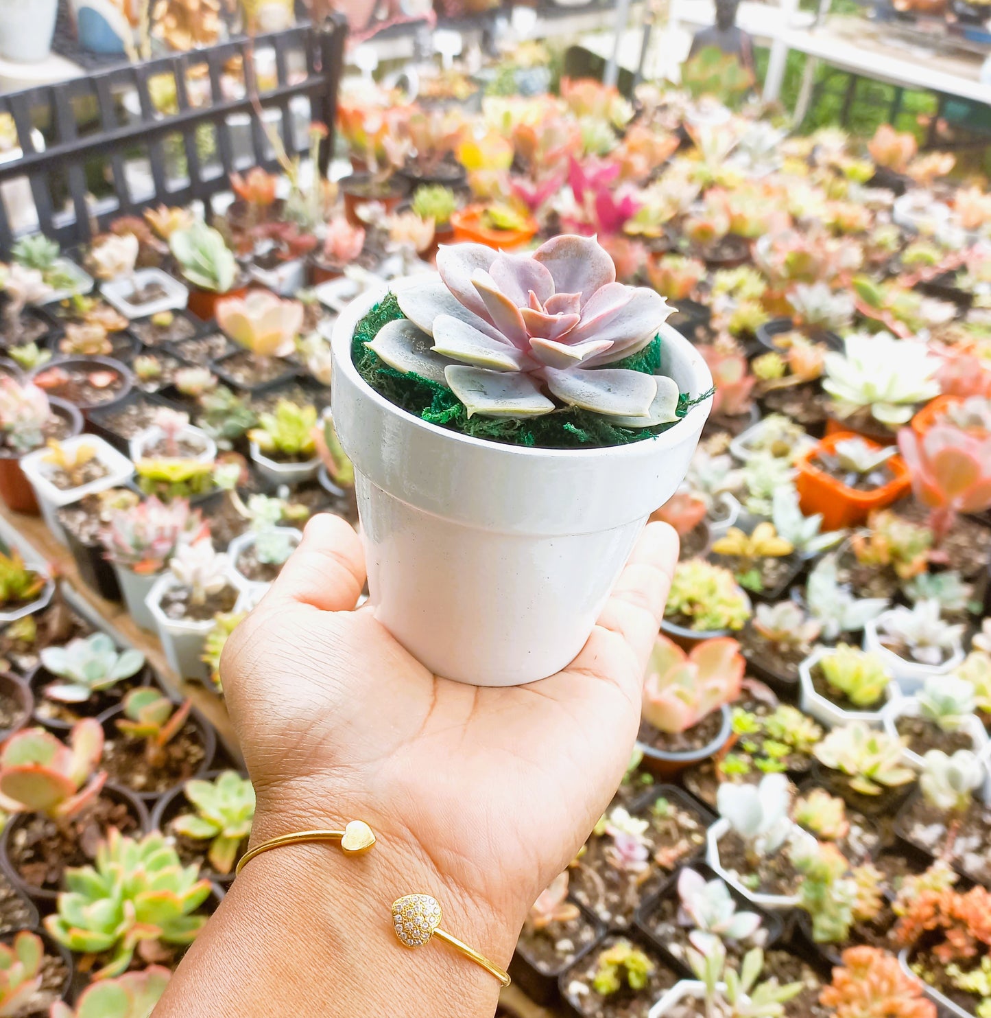 Succulents in Terracotta Pots