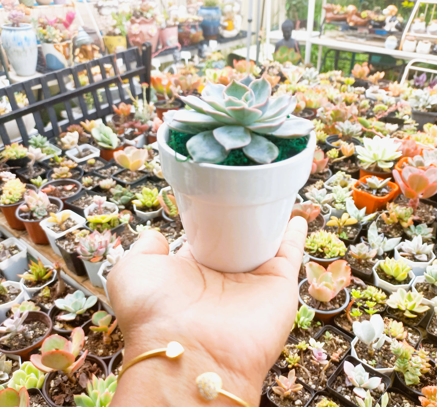 Succulents in Terracotta Pots