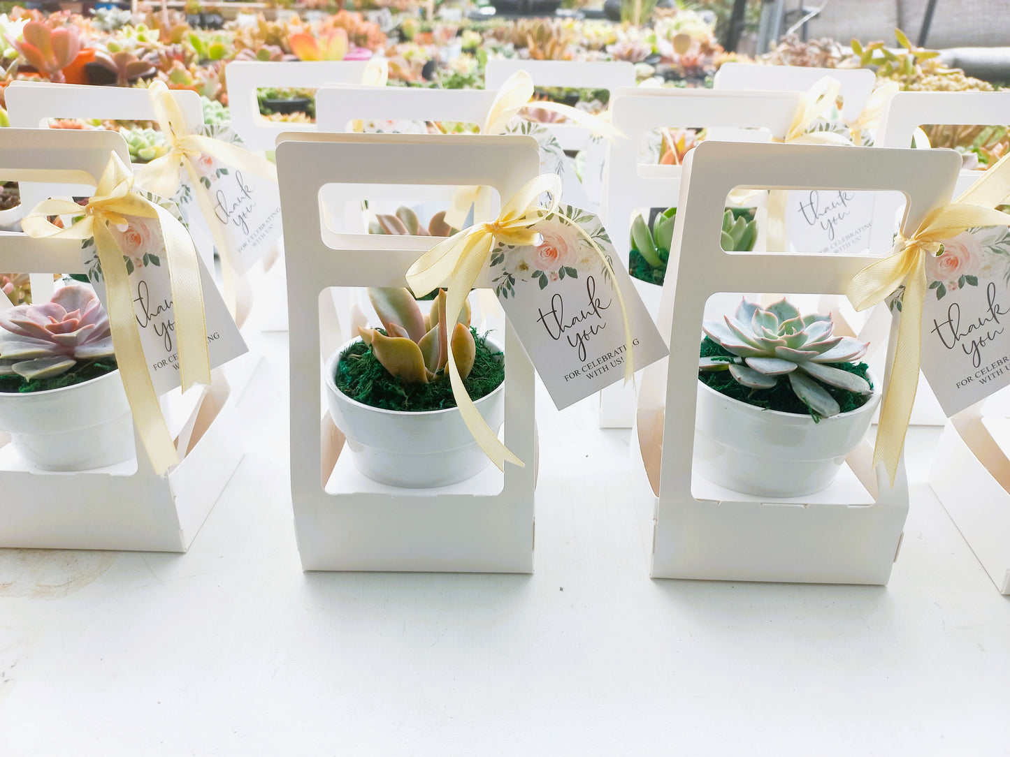 Succulents in Terracotta Pots
