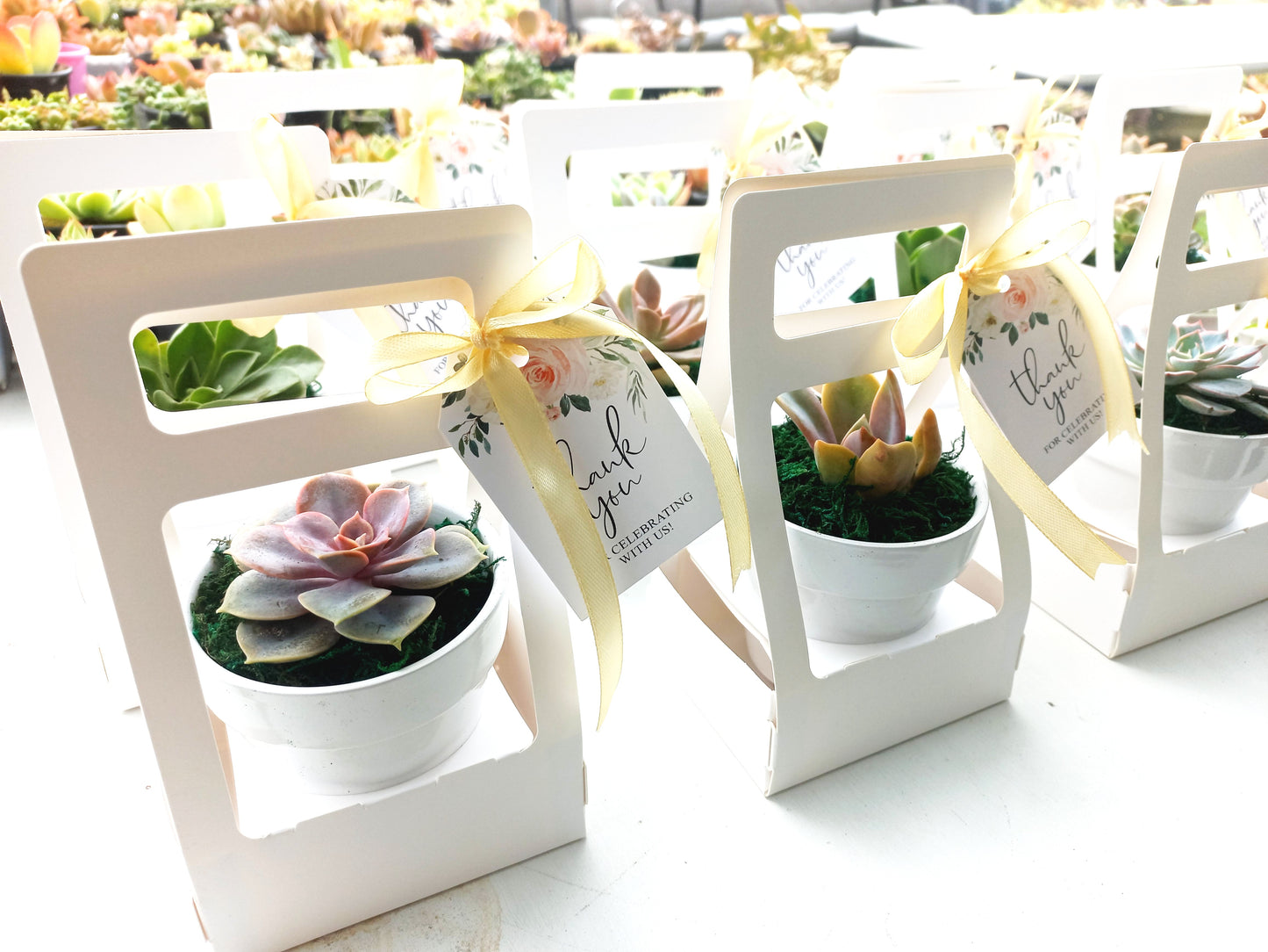 Succulents in Terracotta Pots