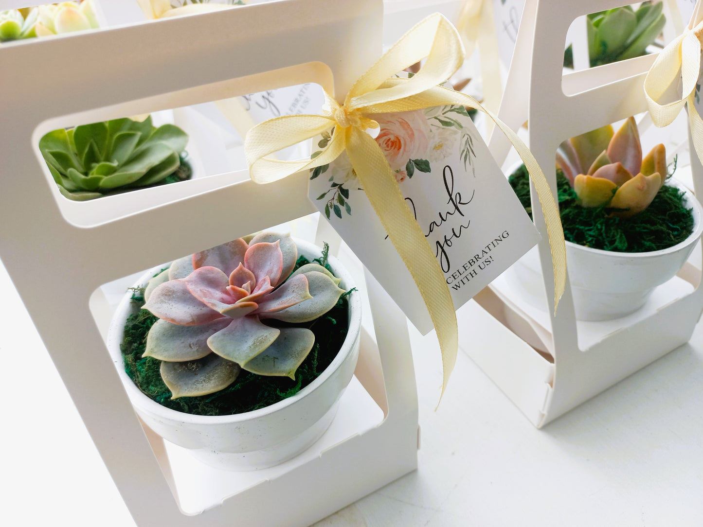 Succulents in Terracotta Pots