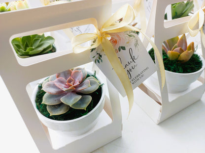 Succulents in Terracotta Pots