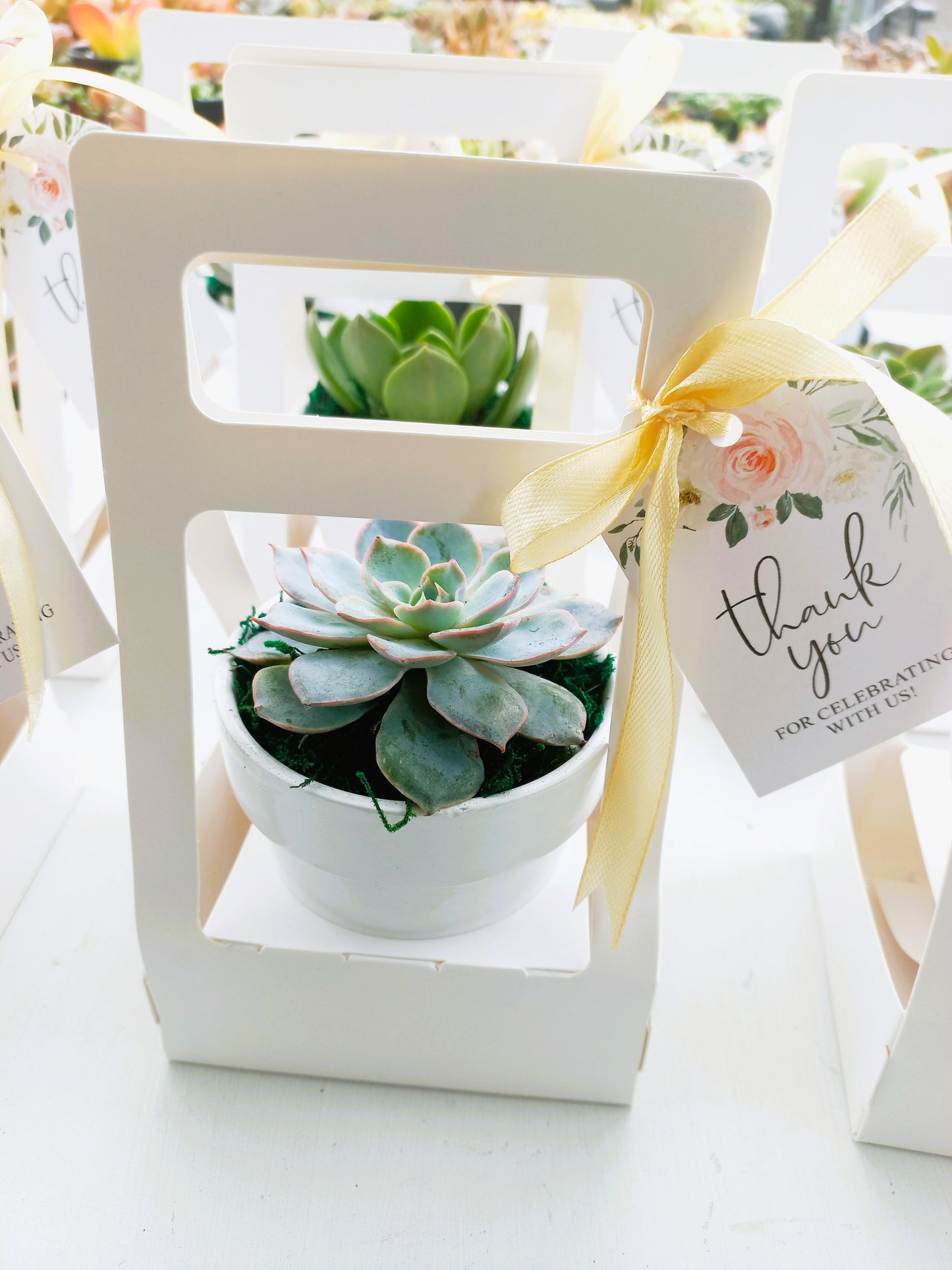 Succulents in Terracotta Pots