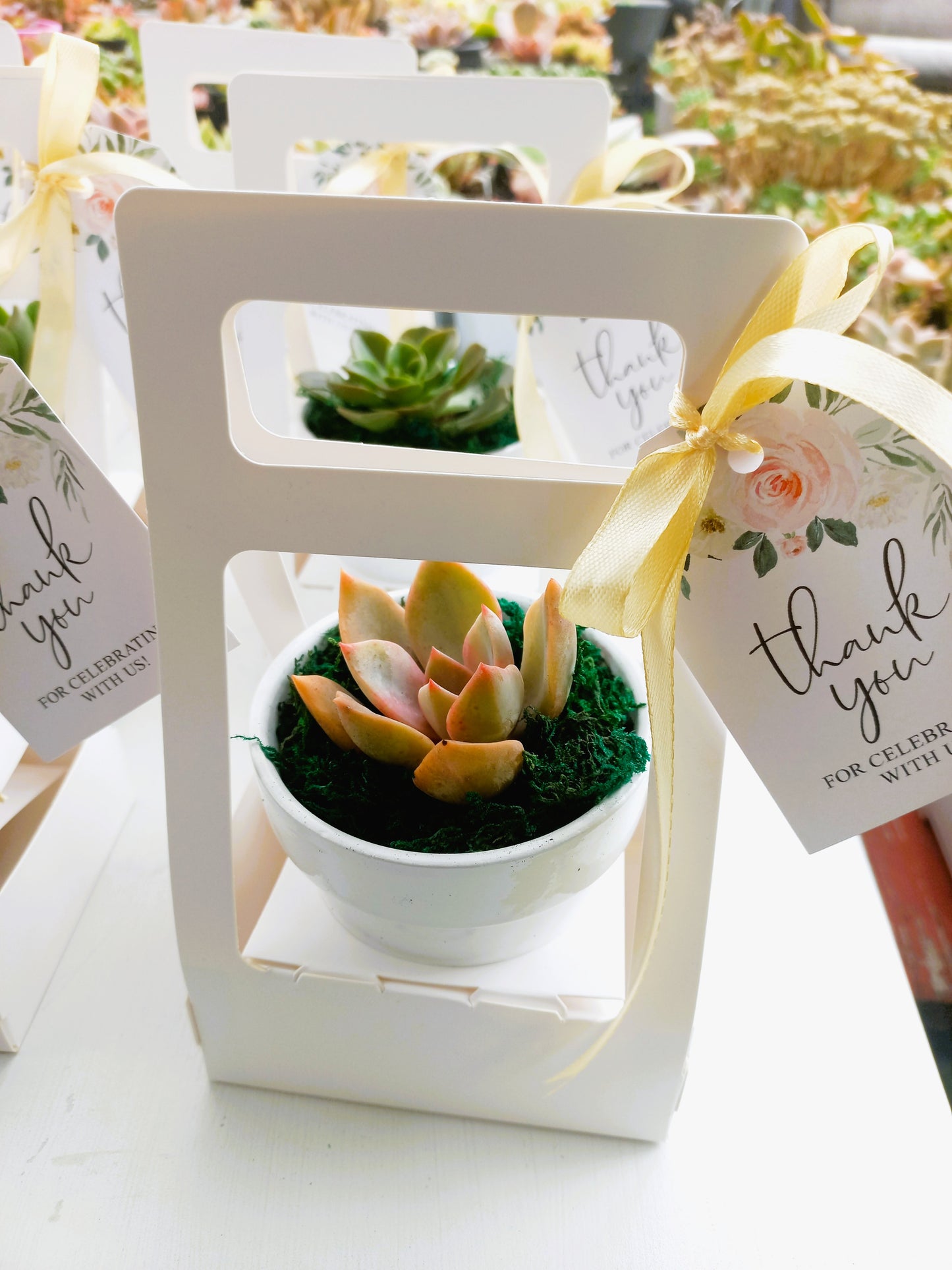Succulents in Terracotta Pots