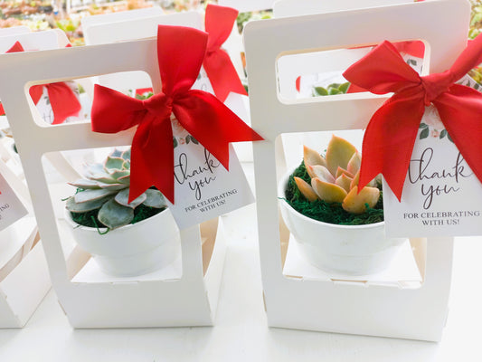 Succulents in Terracotta Pots