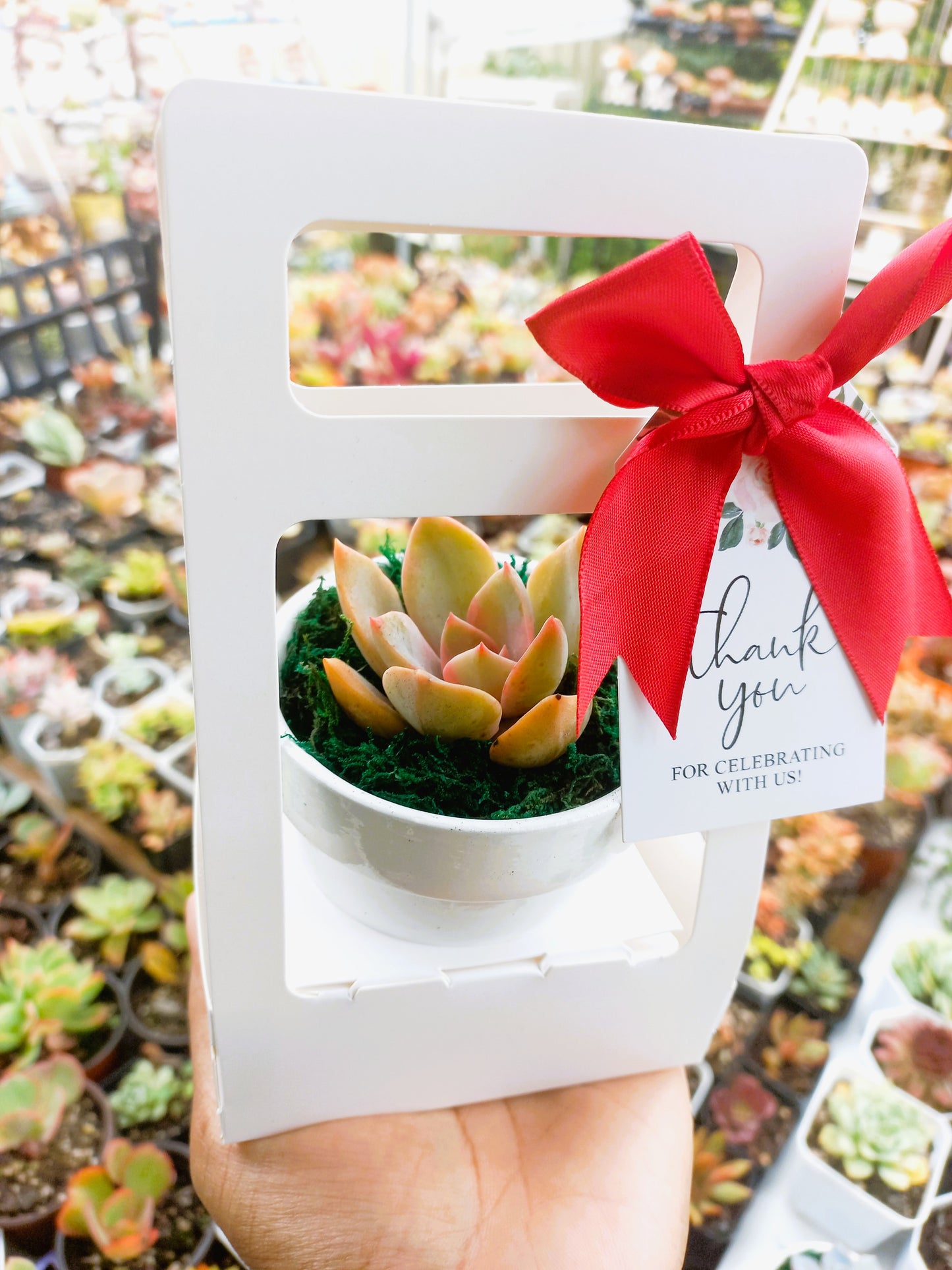Succulents in Terracotta Pots