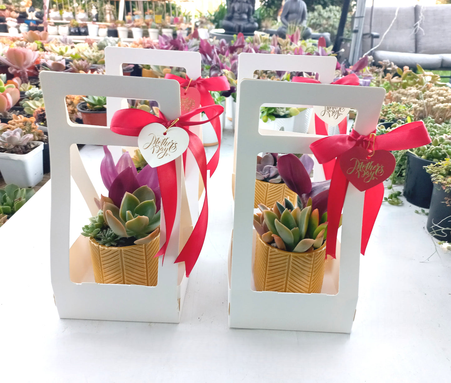 Charming Succulent Mustard color pots