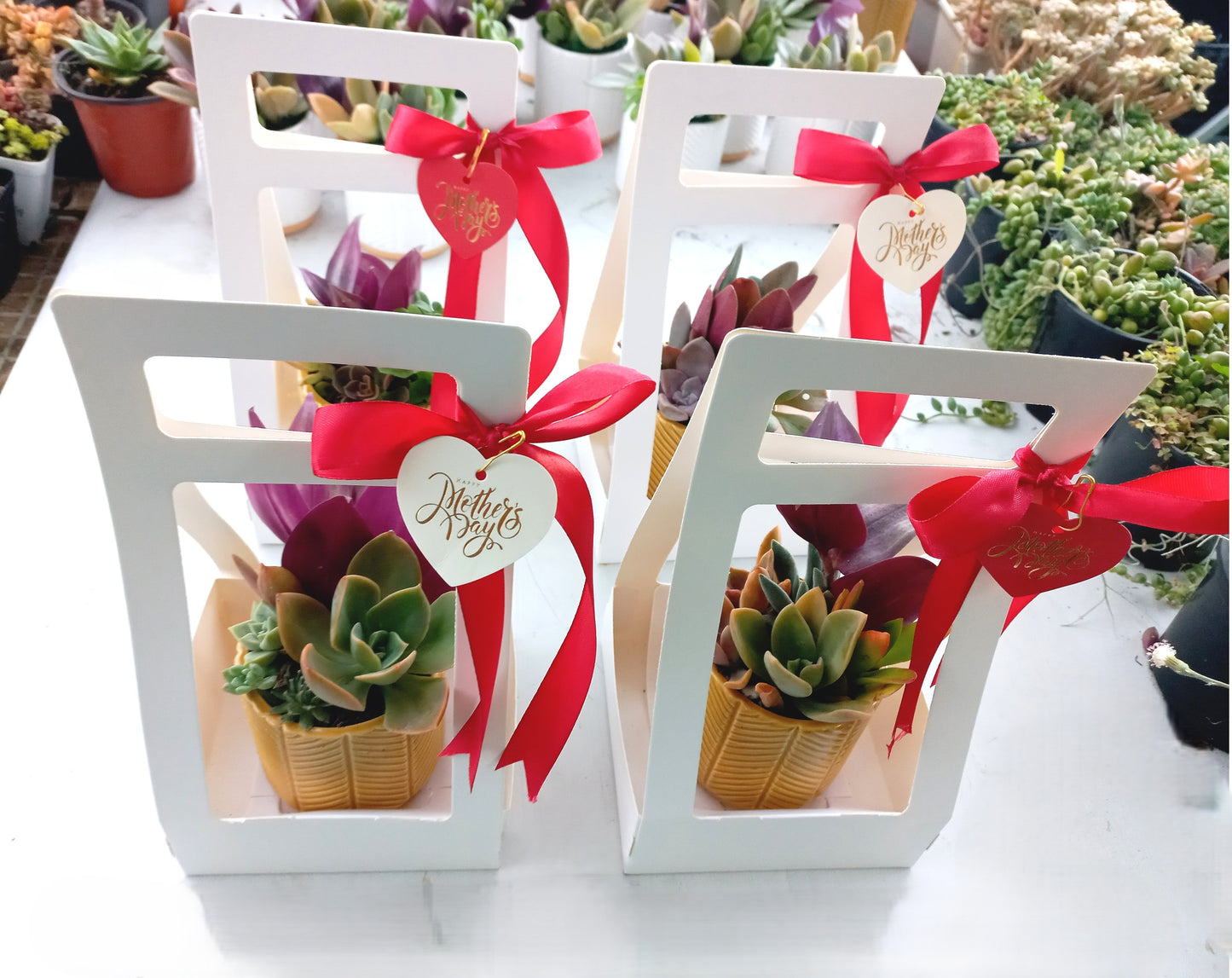 Charming Succulent Mustard color pots