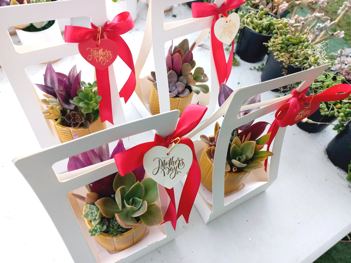 Charming Succulent Mustard color pots