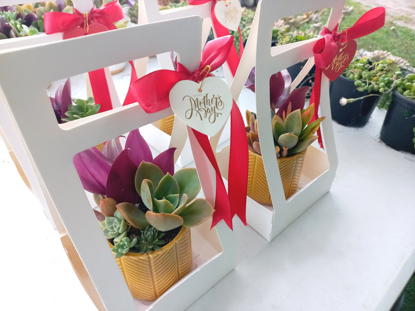 Charming Succulent Mustard color pots