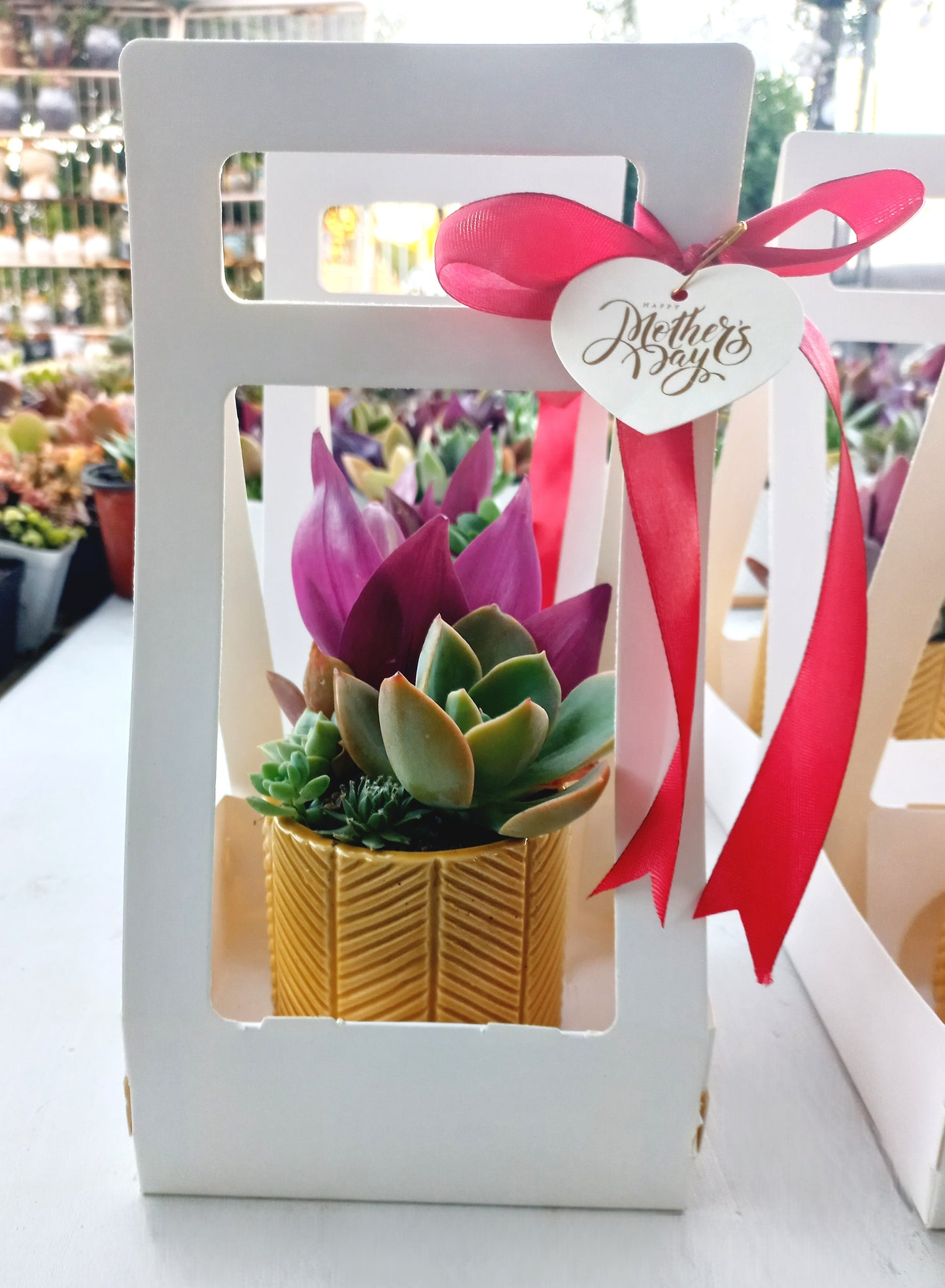 Charming Succulent Mustard color pots