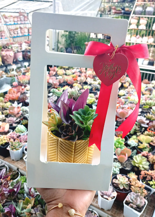 Charming Succulent Mustard color pots