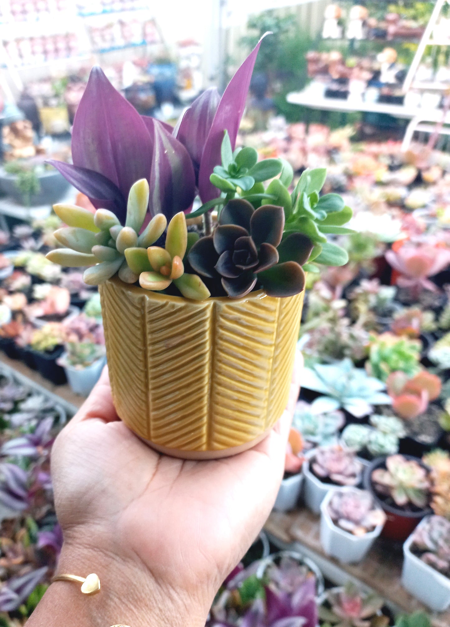 Charming Succulent Mustard color pots