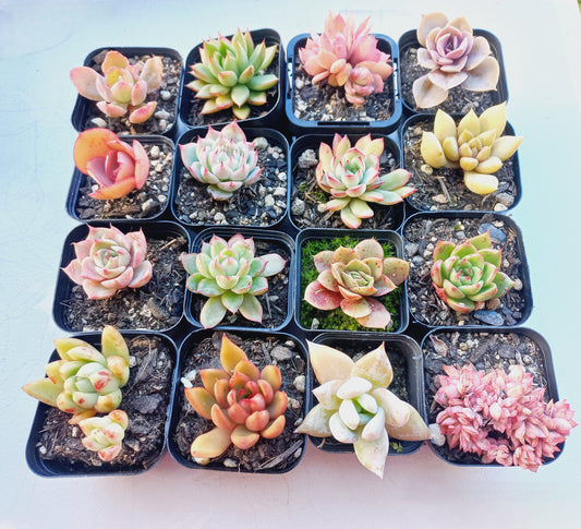 Rosette Succulents Rooted Bulk Pack (Pack A) - 16 Types in 7cm pots