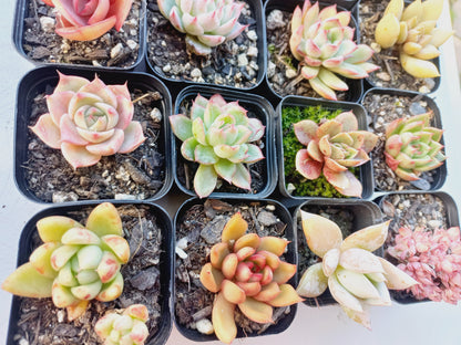 Rosette Succulents Rooted Bulk Pack (Pack A) - 16 Types in 7cm pots
