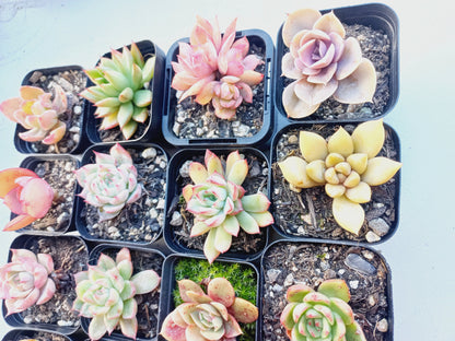 Rosette Succulents Rooted Bulk Pack (Pack A) - 16 Types in 7cm pots