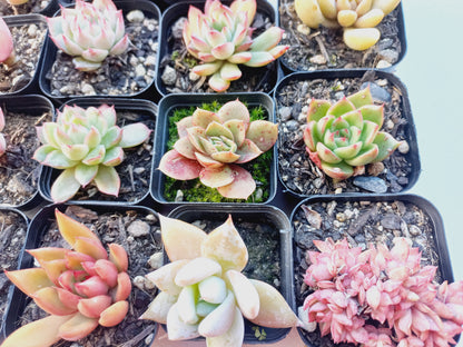 Rosette Succulents Rooted Bulk Pack (Pack A) - 16 Types in 7cm pots