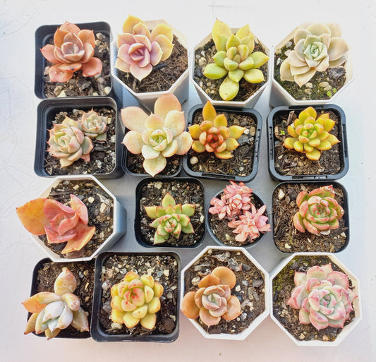 Rosette Succulents Rooted Bulk Pack (Pack B) - 16 Types in 7cm pots