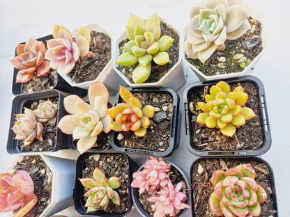 Rosette Succulents Rooted Bulk Pack (Pack B) - 16 Types in 7cm pots