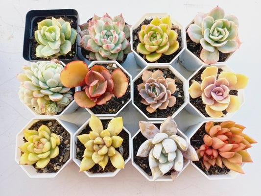Rosette Succulents Rooted Bulk Pack (Pack C) - 12 Types in 8cm pots