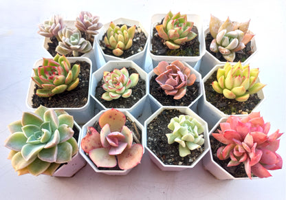 Rosette Succulents Rooted Bulk Pack (Pack D) - 12 Types in 8cm pots