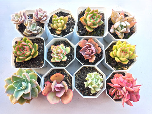 Rosette Succulents Rooted Bulk Pack (Pack D) - 12 Types in 8cm pots
