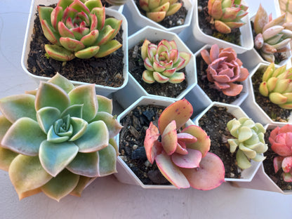 Rosette Succulents Rooted Bulk Pack (Pack D) - 12 Types in 8cm pots