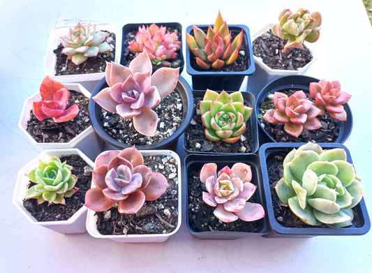 Rosette Succulents Rooted Bulk Pack (Pack E) - 12 Types in 7cm / 8cm pots