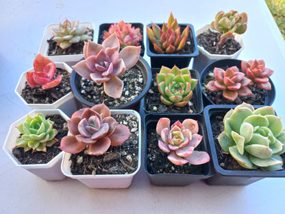Rosette Succulents Rooted Bulk Pack (Pack E) - 12 Types in 7cm / 8cm pots