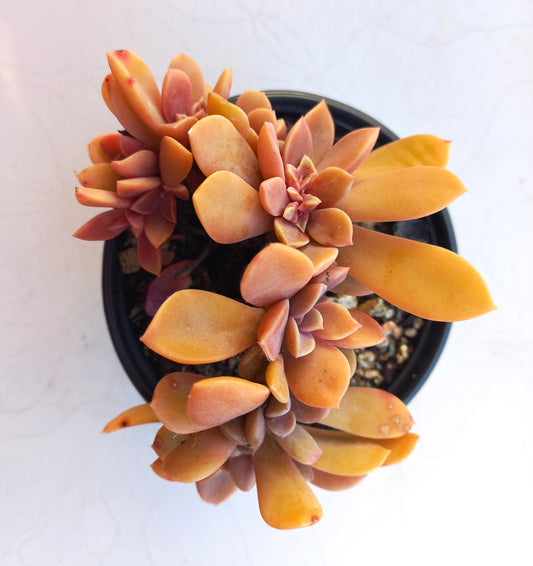 Graptoveria Fred Ives Crested - 10cm pot
