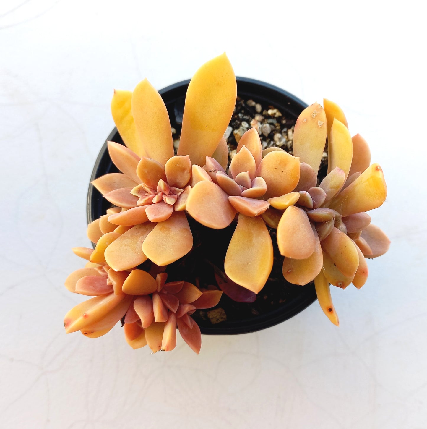 Graptoveria Fred Ives Crested - 10cm pot