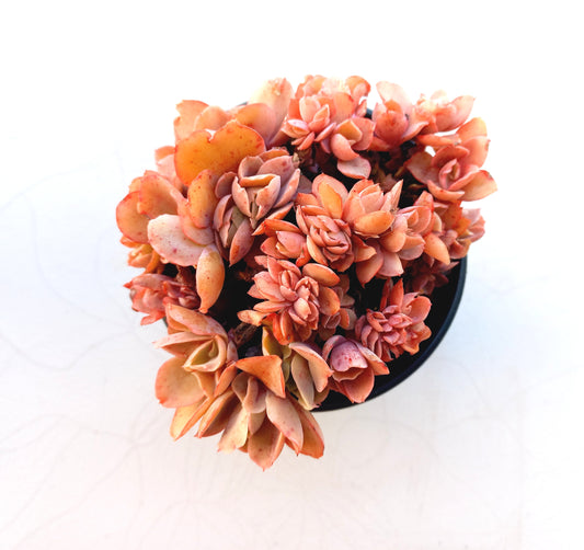 Echeveria 'Green smile f. Crested - 10cm pot