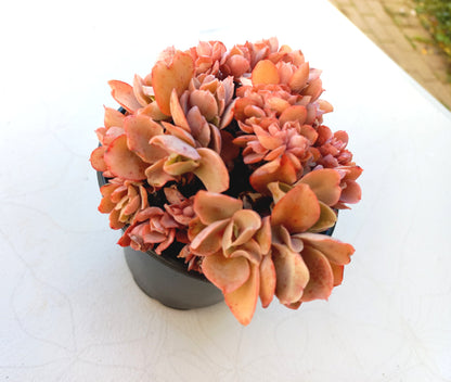 Echeveria 'Green smile f. Crested - 10cm pot