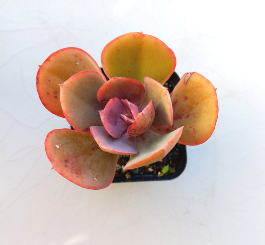 Echeveria Big Red - 10cm pot