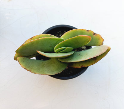 Crassula Falcata - 8cm pot