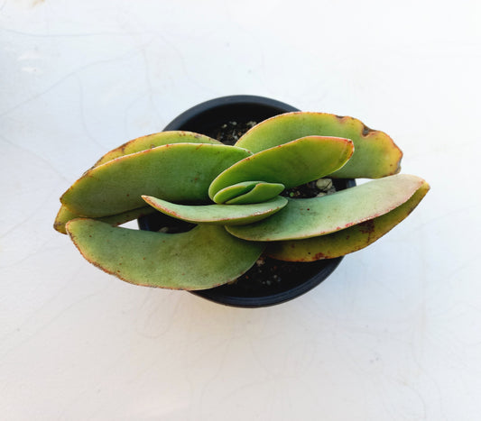 Crassula Falcata - 8cm pot