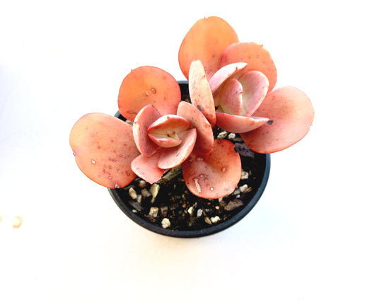 Echeveria Big Red - 10cm pot - Two heads