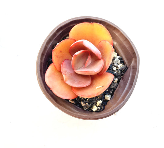 Echeveria Big Red - 8cm pot