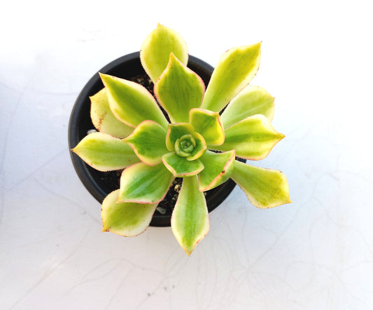 Aeonium Sunburst - 8cm pot