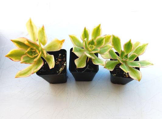 Aeonium Sunburst - 7cm pot